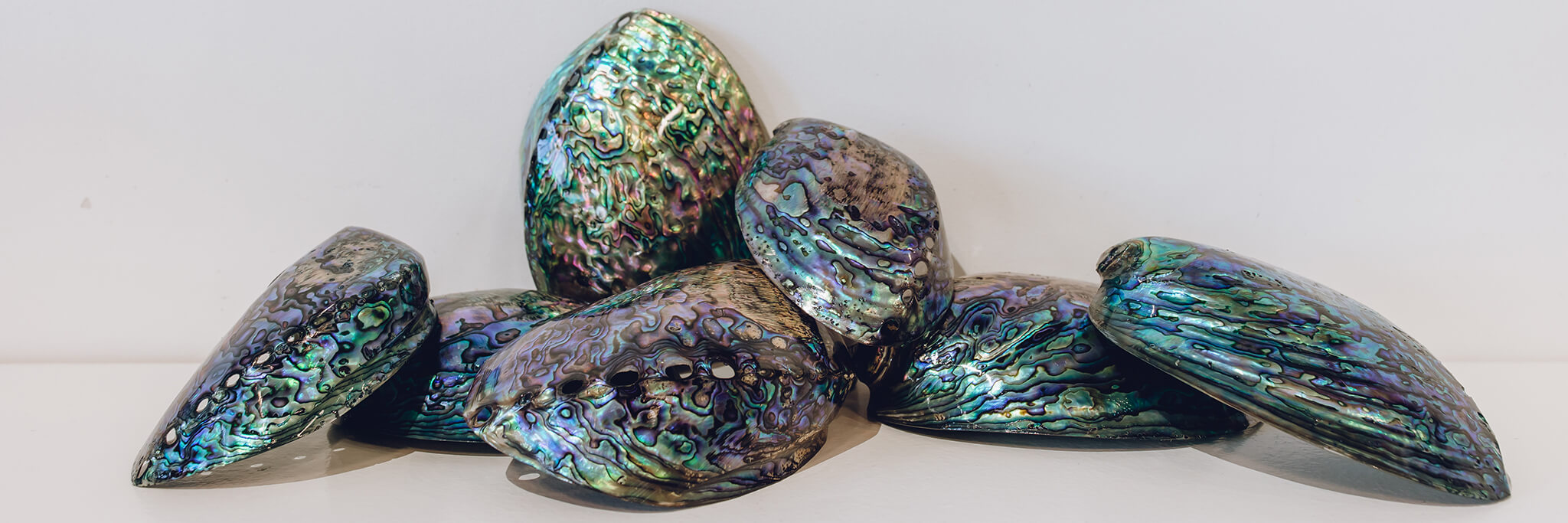 New zealand hot sale paua shell