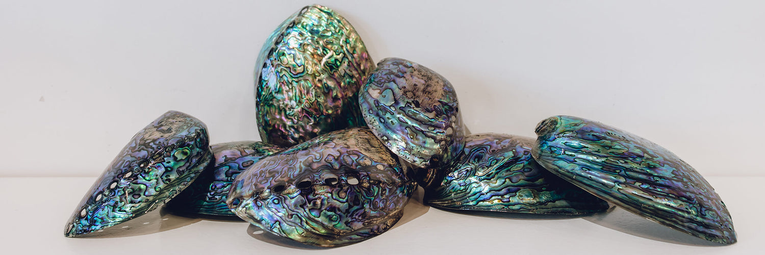 Polished Paua shells from Pacific Jewels - Southern Paua in Kaikoura, NZ