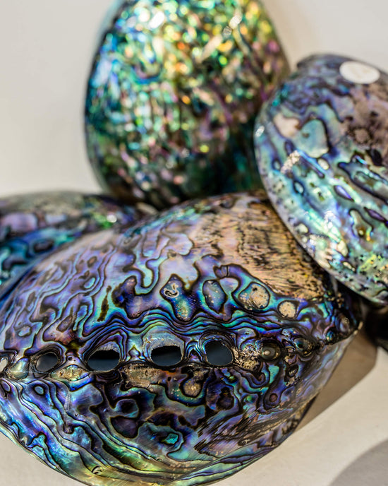Polished Paua shells from Pacific Jewels - Southern Paua in Kaikoura, NZ