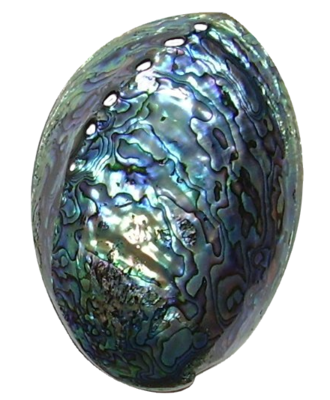 Paua Shell Medium A Grade (126mm to 150mm) from Pacific Jewel - Southern Paua New Zealand