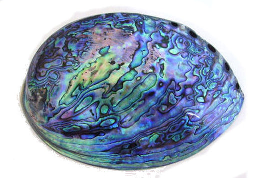 Paua Shell Trophy A Grade  (from 150mm) from Pacific Jewel - Southern Paua New Zealand