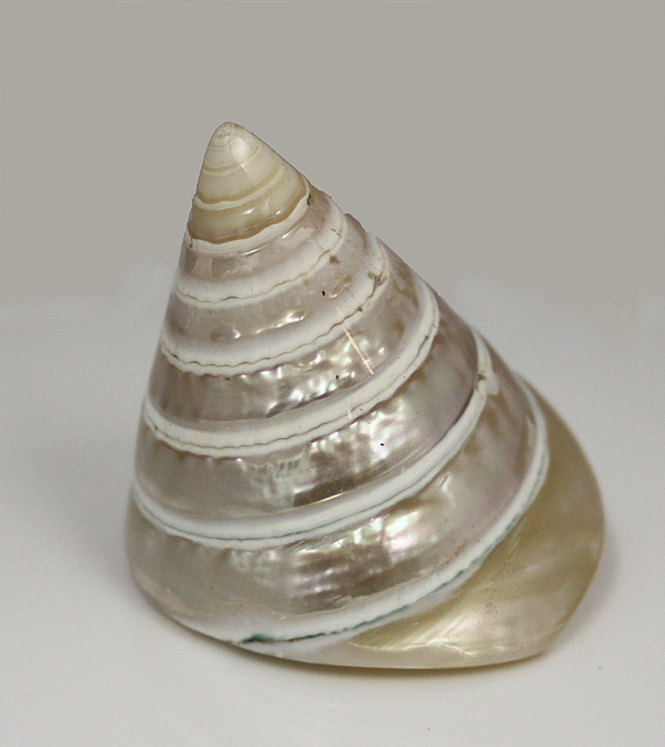Trochus Shell from Pacific Jewel - Southern Paua New Zealand