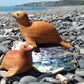 Wooden Seal Small from Pacific Jewel - Southern Paua New Zealand