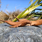 Wooden Humpback Whale Medium from Pacific Jewel - Southern Paua New Zealand